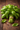 Albahaca siempre fresca-(6oz)- RECOMENDAMOS EXPRESS SHIPPING